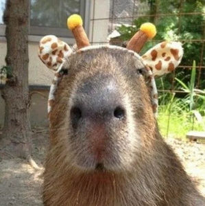 Meet your Posher, Jackson